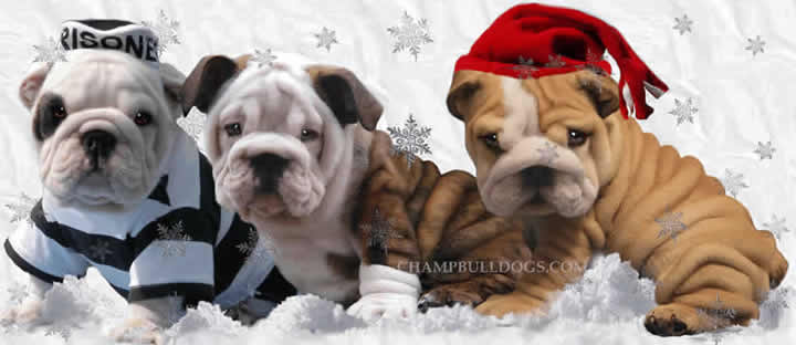 British Bulldog puppies photo